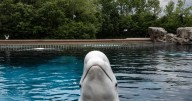 Ontario Premier Doug Ford calls Marineland 'terrible'