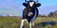 Unusual Bull Chase Ends Safely Near Coaldale Schools