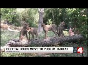 Visitors at Saint Louis Zoo can now see ‘Cora’s Quints’ cheetah cubs