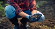 Healthy soil starts now: Autumn tricks for stronger, pest