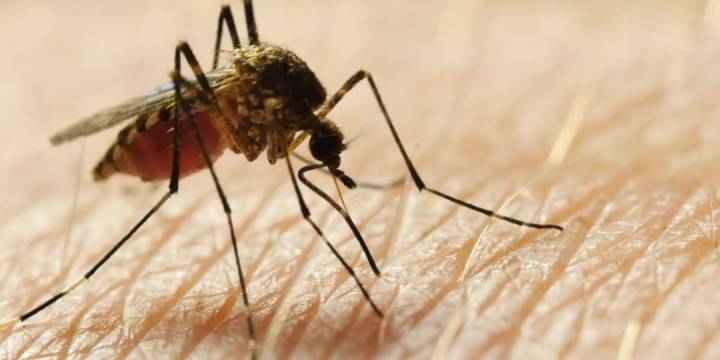 Death due to mosquito-borne Eastern Equine Encephalitis confirmed in Beaufort Co.