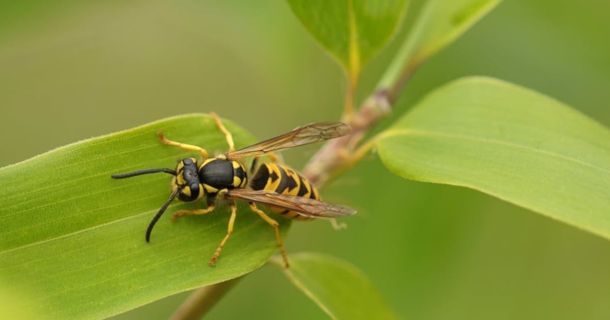 Here's what you need to know about wasps in Canada
