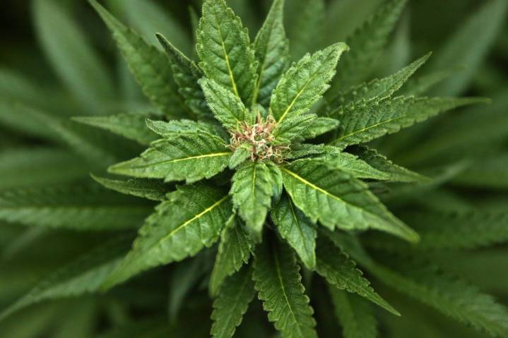 President Trump should consider rescheduling more than just marijuana