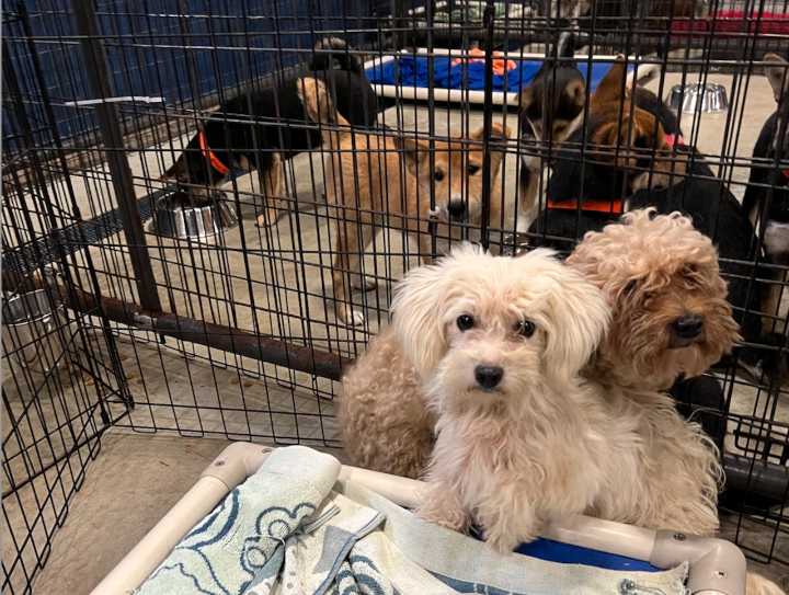 27 dogs rescued from puppy mills to arrive at Mass. shelter this weekend