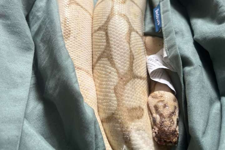 Snake found at Sooke Potholes dubbed sick, as in unwell, but also cool