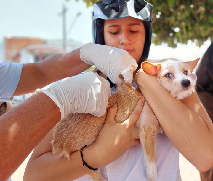 Más de 160 “peluditos” fueron vacunados exitosamente contra la rabia este fin de semana en Yopal