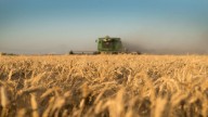 Las exportaciones de trigo fueron récord en agosto con más de 790 mil toneladas embarcadas