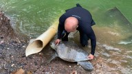Rescata personal del Gran Acuario a tortuga golfina y la regresa al mar