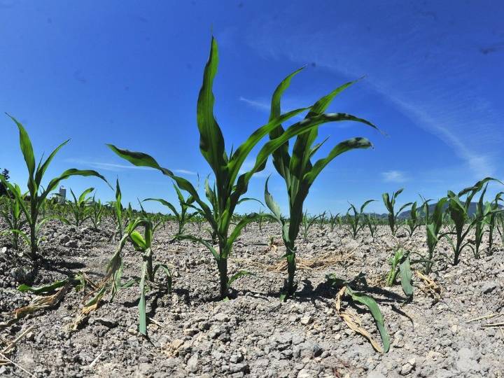 Climate change increasing chance of crop failure, UBC researchers say