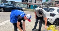 Empieza nuevo plan de ahuyentamiento de garzas en transitada avenida de Manizales