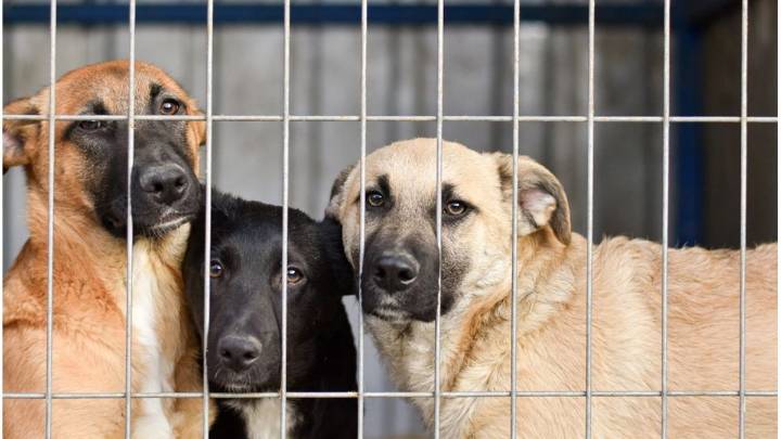 23 de septiembre Día Mundial del Perro Adoptado