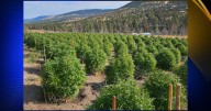 Authorities in Lassen County seize more than 13,000 marijuana plants, nearly 2,000 pounds of processed marijana