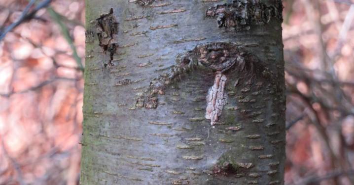 Spotted Lanternfly invasion spreads across West Virginia: 18 counties now affected