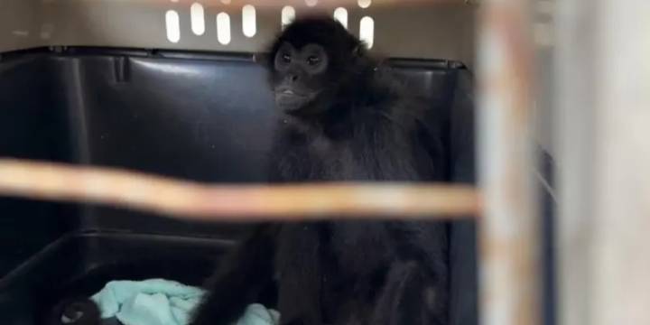 Monos, tortugas y pericos son vendidos a mil soles en el mercado clandestino de Lima