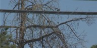 Why are so many Las Vegas Valley trees dying? Tree expert weighs in