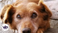 Colmevet Maule pide acelerar investigación por ejercicio ilegal de la medicina veterinaria