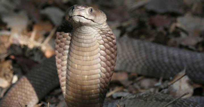 Man's horror last moments as he drowns in blood in 'suicide by snake'