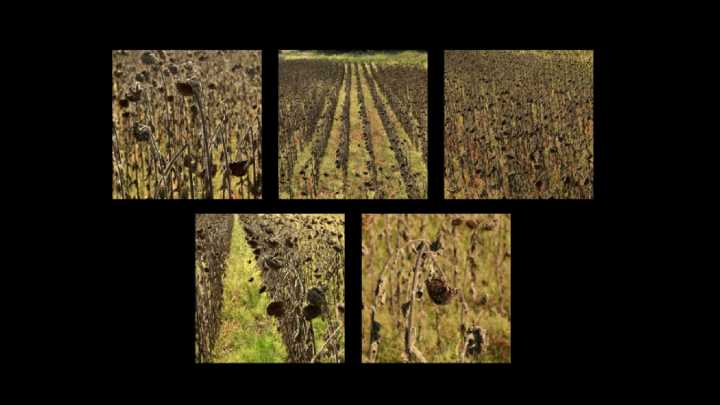 El 'Walking Dead' de los girasoles