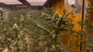 Texas officials clash over THC regulation in hemp products