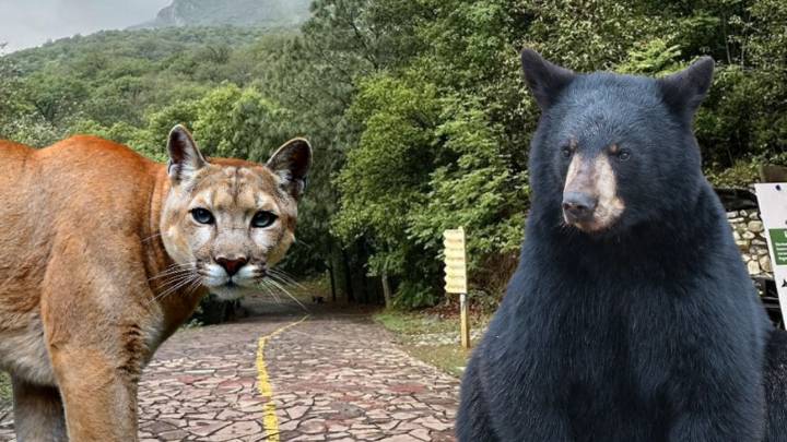 Alerta de animales salvajes: Oso y puma andan sueltos en el Parque La Estanzuela