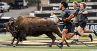 Colorado to debut new live buffalo mascot against Wyoming