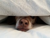 Owner Forgets To Tuck Dog In at Bed Time—His ‘Polite’ Reaction Melts Hearts