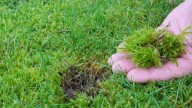 7 Tips To Prevent Moss From Growing In Your Yard