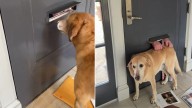 New York Pup Finds Pure Happiness In The Mail Slot, Thanks To Her Favorite Mailman