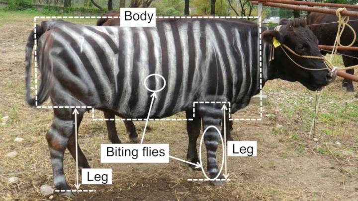 Cows painted like zebras and pizza-eating lizards: The Ig Nobel Prizes are back