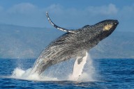 ¡Para no perdérselo! ¿Cuándo culmina la temporada de avistamiento de ballenas en Perú?