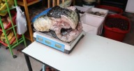 Serfor: Decomisan carne de lagarto en restaurante amazónico de Arequipa