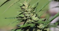 Arrests made for March home invasion at illegal Wainfleet grow