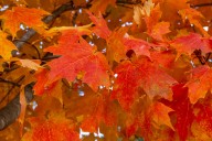 Michigan’s northernmost peninsula is already seeing fall color