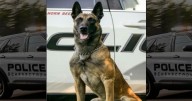 Retired Schenectady Police K9 Flynn dies