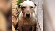 Woman From Texas Follows Faint Squeals And Finds A Shivering Dog With Something Buried In The Mud