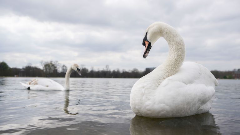 Royal Parks responds to Farage's claim that swans are being eaten by eastern Europeans in the UK