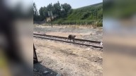 California Woman Finds Fearful Dog Near Train Tracks, The Pup's Reaction Will Warm Your Heart