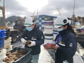 Tras cierre de cuota del erizo Sernapesca mantendrá fiscalizaciones en zona contigua Los Lagos