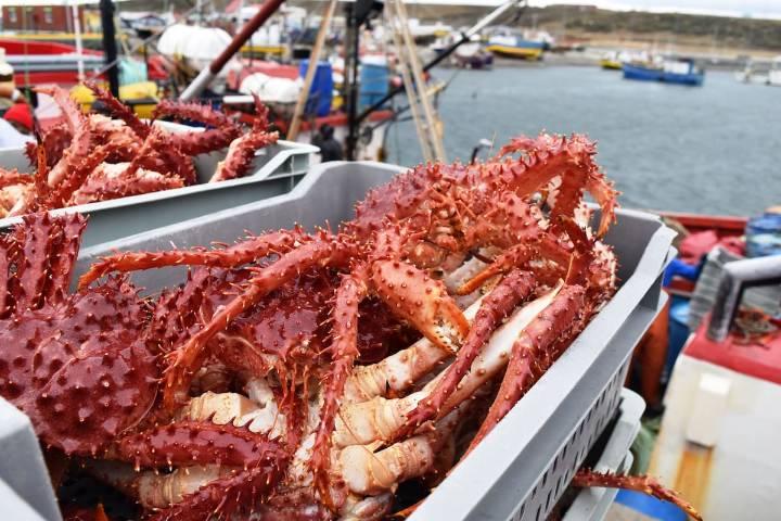 FNE acusa a siete empresas y ocho ejecutivos por colusión en la compra de centolla en región de Magallanes: arriesgan multimillonarias multas