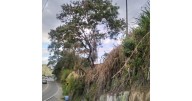 Árbol en Bajo Tablazo en Manizales preocupa a la gente: autoridades evaluarán su estado para evitar accidentes