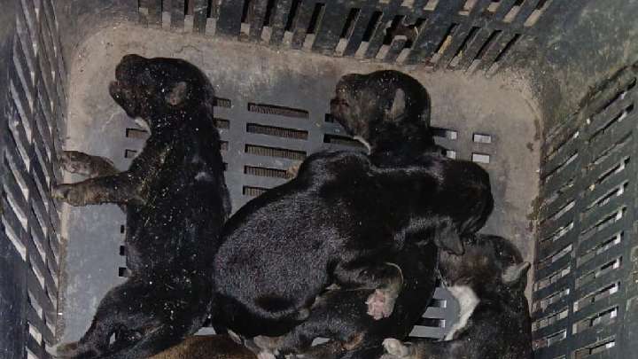 Rescatan a 6 perritos tras incendio de vivienda en la colonia Loma Linda, Saltillo; otros 3 se intoxicaron con el humo