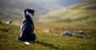 10 mountain dog breeds that will help you bag a few Munros this autumn