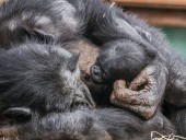 Endangered bonobo born at Twycross Zoo branded ‘extraordinary moment’