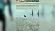 South Carolina Couple Noticed Something Strange In A Puddle And Stopped To Check