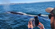 Diseñan guías para minimizar el impacto del turismo sobre la ballena sei
