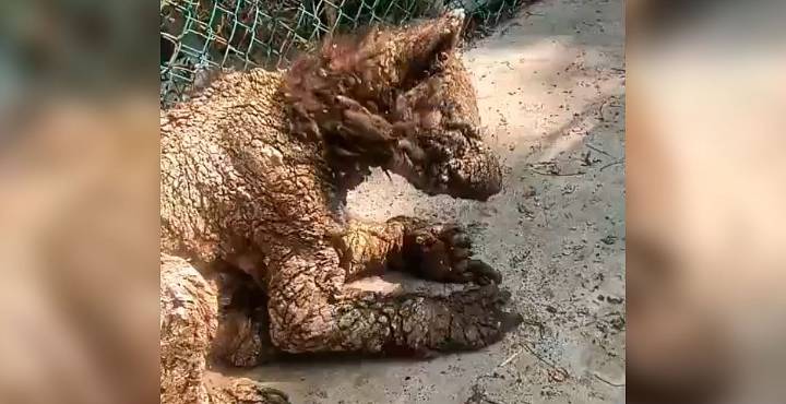 Exhiben a osezna enferma en zoológico de Nuevo León