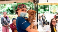 Jornadas gratuitas de esterilización y desparasitación: así buscan mejorar la vida de miles de animales en el Valle de Aburrá antes de fin de año