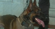 2 proposed bills would help injured and retired K9 dogs in Massachusetts