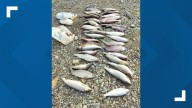 IDFG seeking information after finding 31 illegally dumped kokanee salmon in Hayden
