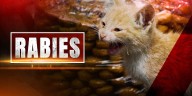 Rabies alert issued for Alachua County after infected cat found